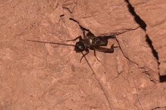 Gryllus navajo