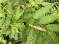 Sinomantis