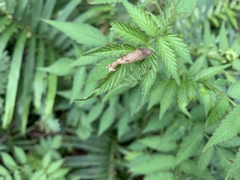Sinomantis