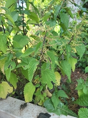 Urtica dioica