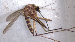 Aedes bancroftianus
