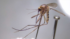 Aedes bancroftianus