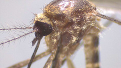 Aedes bancroftianus