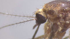 Aedes bancroftianus