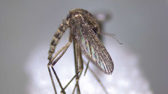 Aedes eidsvoldensis