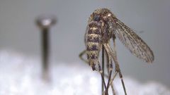 Aedes eidsvoldensis