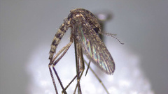 Aedes eidsvoldensis