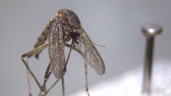 Aedes eidsvoldensis