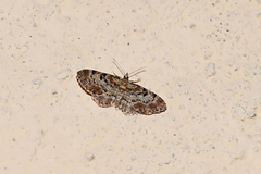 Eupithecia abietaria