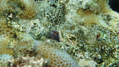 Cirripectes polyzona