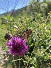 Melanargia galathea