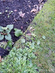 Eryngium variifolium