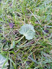 Eryngium variifolium