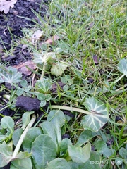 Eryngium variifolium