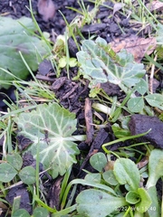 Eryngium variifolium