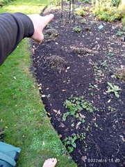 Eryngium variifolium