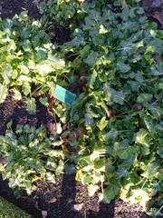 Eryngium variifolium