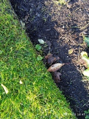 Eryngium variifolium