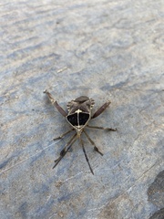 Petascelis remipes