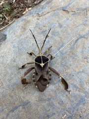 Petascelis remipes