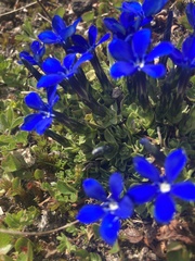 Gentiana brachyphylla brachyphylla