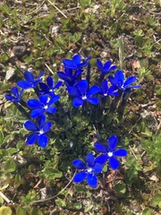Gentiana brachyphylla brachyphylla
