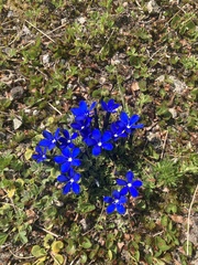 Gentiana brachyphylla brachyphylla