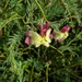 Yellow Leschenaultia - Photo (c) Thys Meintjes, some rights reserved (CC BY-NC), uploaded by Thys Meintjes