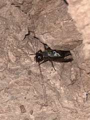 Gryllus navajo