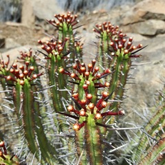 Euphorbia heptagona