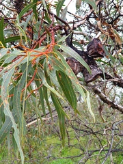 Eucalyptus erythrocorys