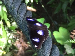 Hypolimnas bolina