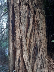 Eucalyptus fulgens