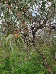 Eucalyptus erythrocorys