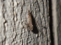 Trichoptera