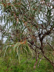 Eucalyptus erythrocorys