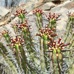 Euphorbia heptagona