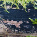 Anteaglonium globosum - Photo (c) tombigelow, algunos derechos reservados (CC BY-NC), subido por tombigelow