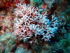 Tricleocarpa fragilis