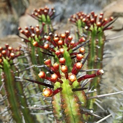 Euphorbia heptagona