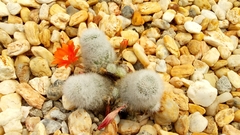 Rebutia