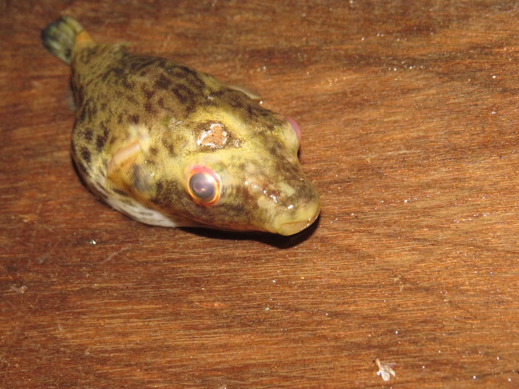 Hilgendorf's Puffer