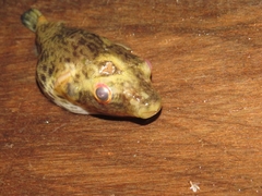 Hilgendorf's Puffer photo 1