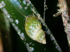 Tricolia speciosa