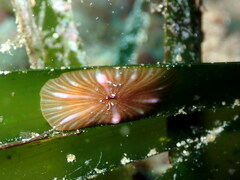 Paractinia striata