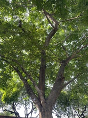 Pterocarpus vidalianus