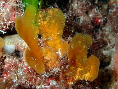 Chartella papyrea