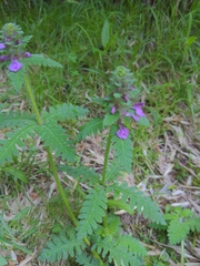 Pedicularis refracta transmorrisonensis