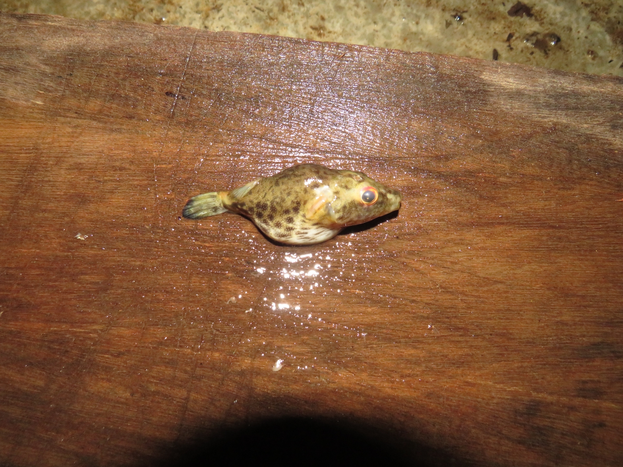 Hilgendorf's Puffer photo 3