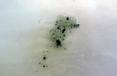 Anteaglonium globosum image